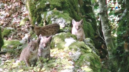 Contemplez ces images rares de quatre bébés lynx dans une forêt de Franche-Comté