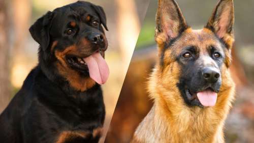 Top 10 des races de chiens qui mordent le plus en France