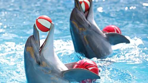 Cette agence de voyage décide de ne plus proposer des activités avec des dauphins en captivité