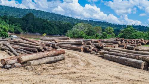 La déforestation provoque une chaleur de plus en plus mortelle en Indonésie