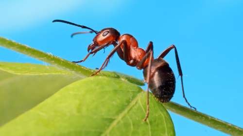 Petites mais étonnantes, voici 10 faits fascinants sur les fourmis