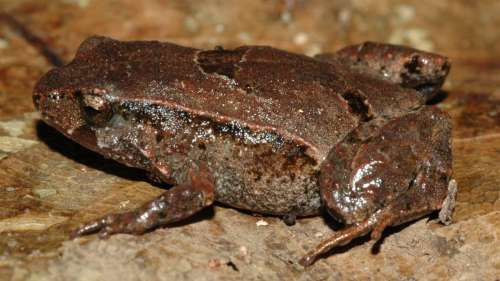 Une nouvelle espèce de grenouille découverte en Australie