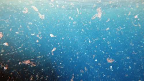 24 000 milliards de morceaux de microplastiques polluent le fond de nos océans