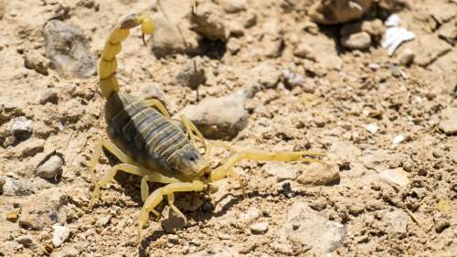 Des scorpions envahissent des villages égyptiens après une tempête et piquent plus de 500 personnes
