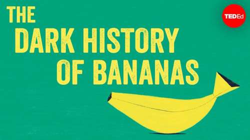 La banane, un fruit commun qui cache pourtant une sombre histoire