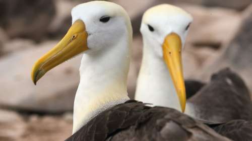 Les albatros divorcent davantage en raison du changement climatique