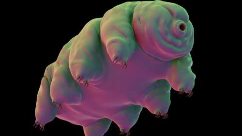 Le tardigrade devient le premier organisme multicellulaire à être intriqué quantiquement