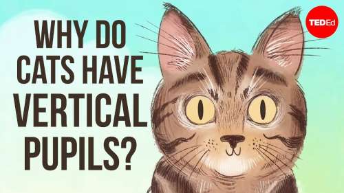 Pourquoi les chats ont-ils des pupilles verticales ?