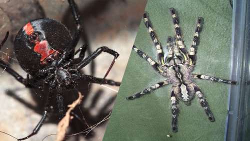 9 araignées parmi les plus dangereuses du monde