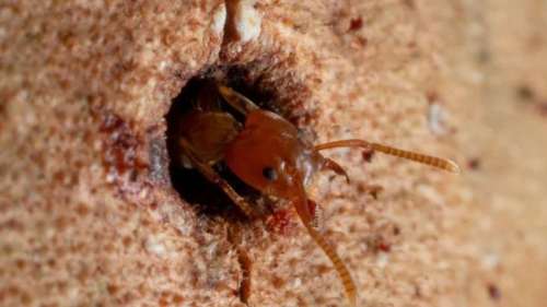 Ces fourmis peuvent « soigner » les arbres blessés dans une fascinante relation symbiotique