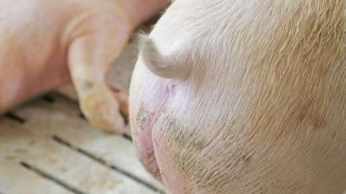 Les scientifiques continuent d’inventer des moyens permettant aux porcs de respirer par le rectum