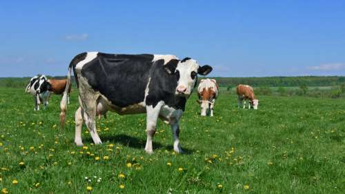 Équipées de casques VR, les vaches augmentent leur production de lait