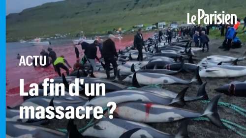 Les Îles Féroé vont-elles enfin interdire la chasse aux dauphins ?