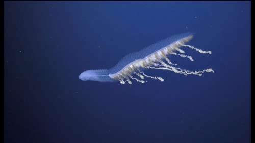 Cette vidéo hypnotique vous emmène à la découverte des créatures des profondeurs océaniques