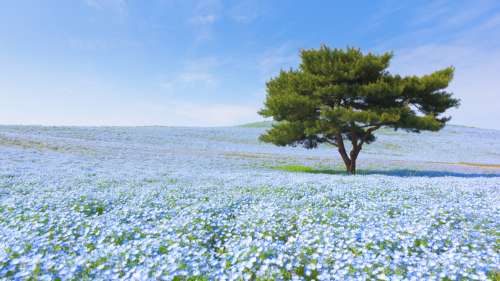 Perdez-vous dans le parc Hitachi, cet océan de fleurs qui offre un spectacle incroyable