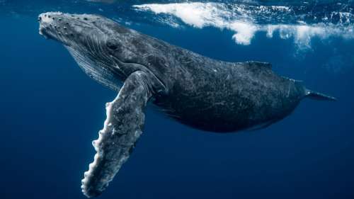 Certaines baleines à bosse parcourent jusqu’à 6 000 kilomètres pour trouver un partenaire