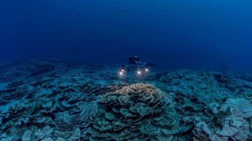 Découverte d’un récif de coraux en bonne santé et en forme de roses au large de Tahiti
