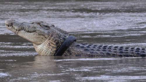 Un crocodile enfin libéré du pneu coincé autour de son cou après six ans de calvaire