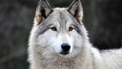 9 faits fascinants sur les loups