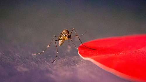 Une étude révèle que les moustiques sont davantage attirés par certaines couleurs