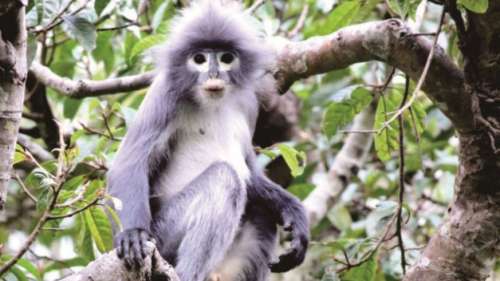 224 nouvelles espèces découvertes dans le Grand Mékong