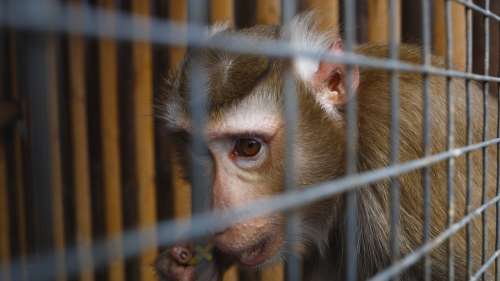 Les révélations macabres sur la mort des singes de Neuralink