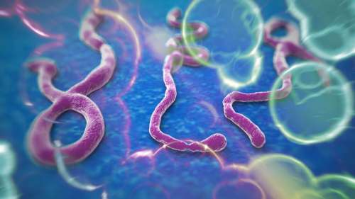 Le virus Ebola peut persister dans le liquide cérébral et déclencher une rechute mortelle