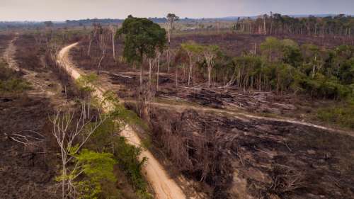 La forêt amazonienne sur le point de se transformer définitivement en savane