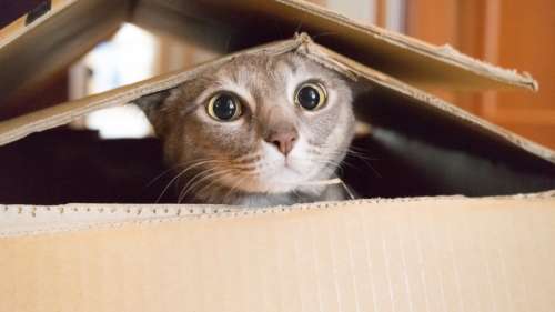 Pourquoi les chats aiment-ils tant les boîtes ?