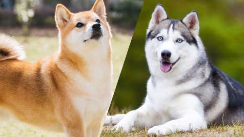 Ces 7 races de chiens sont les plus difficiles à éduquer
