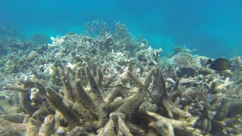 La Grande Barrière de corail a été frappée par un autre épisode de blanchissement généralisé