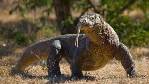 Lumière sur les dragons de Komodo, les plus grands lézards du monde