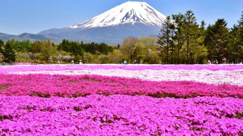 Au pied du mont Fuji, ces champs de fleurs colorés sont un véritable voyage pour vos sens