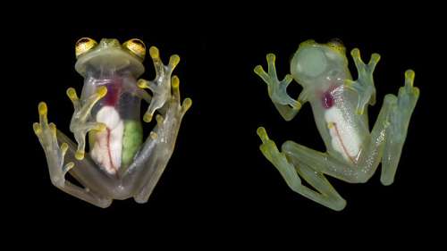 Découverte de deux nouvelles espèces de grenouilles au ventre transparent dans les Andes