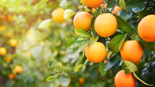 10 bienfaits des oranges pour votre santé