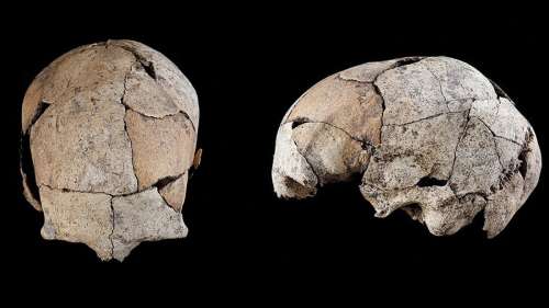 Un crâne vieux de 5 300 ans fournit la plus ancienne preuve connue de chirurgie de l’oreille
