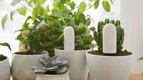 Gardez vos plantes en parfaite santé tout au long de l’année grâce à cet appareil innovant
