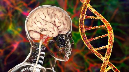 Alzheimer : une étude révèle 42 nouveaux gènes liés à un risque accru de développer la maladie