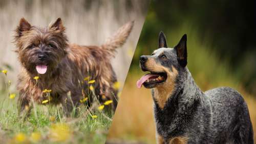 Top 10 des races de chiens qui vivent le plus longtemps