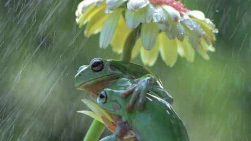 Ce talentueux photographe capture des grenouilles utilisant des fleurs comme parapluies
