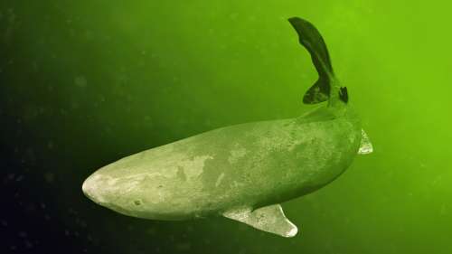 La méningite a tué le requin du Groenland retrouvé au large des Cornouailles, selon l’autopsie