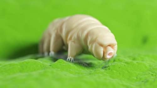 Les tardigrades peuvent faire de l’auto-stop sur les escargots pour voyager plus loin