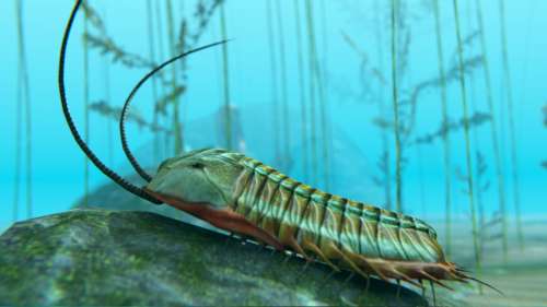 Le plus ancien cas de cannibalisme connu au monde révélé par des fossiles de trilobites