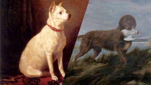 12 races de chiens qui ont disparu