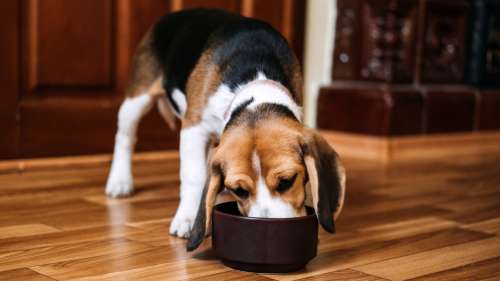 À quelle fréquence devez-vous nourrir votre chien ? Une étude géante révèle une réponse surprenante