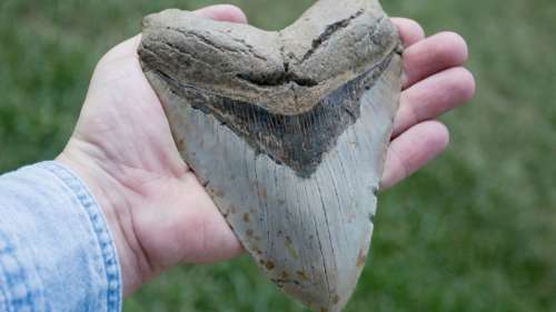 Un garçon de six ans trouve une dent de mégalodon sur une plage britannique