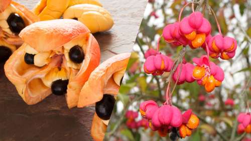 10 fruits exotiques si toxiques que vous pourriez mourir en les mangeant
