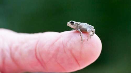 Ces nouvelles espèces de petites grenouilles découvertes au Mexique tiennent sur le bout du doigt