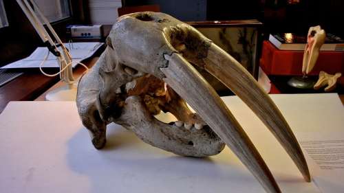 D’anciens crânes révèlent que les Vikings expédiaient de l’ivoire de morse du Groenland à Kiev