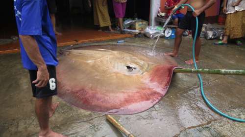 Des pêcheurs stupéfaits ont remonté une gigantesque raie de 180 kg dans une rivière cambodgienne